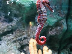 -暹罗海洋世界