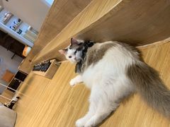 -啵啵喵·猫咖(攀华国际店)