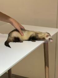 -Moni星球萌宠·小马宝莉·灵蛇·高端高阶全萌宠互动体验俱乐部(红豆国际广场店)