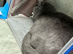 -伟伟宠物医院·CT影像中心·瑞派犬猫综合性门诊(汉口总院)