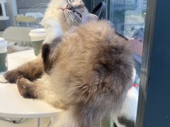 -怪兽屋·羊驼·猫咖·狗咖(俊华广场店)