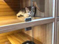 -猫十亿·布偶金渐层·曼基康矮脚猫舍(青年路店)