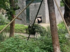 -都江堰中华大熊猫苑