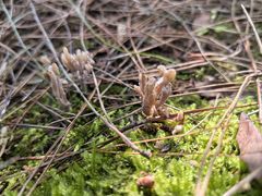 -铁山坪森林公园