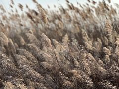 -野鸭湖国家湿地公园