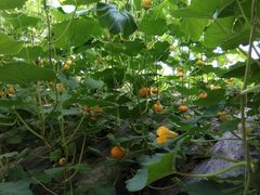 -万源龙顺度假庄园生态观光园