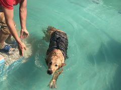 -趣玩宠物乐园寄养训犬训狗游泳池
