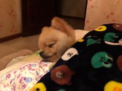 -欧奕国际动物医院