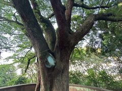 -神光山国家森林公园