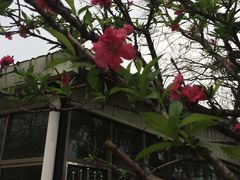 -松山湖梦幻百花洲