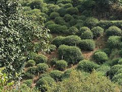 -西湖风景区十里琅珰-五云山