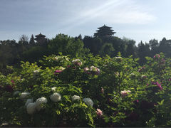 景山公园-景山公园