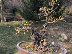 -三圣花乡旅游区