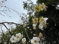 -广州市流溪河国家森林公园