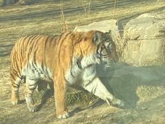 -北京野生动物园