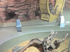 -正佳雨林生态植物园