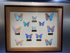 -上海昆虫博物馆