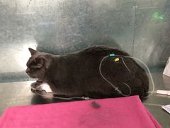 -北京赛佳动物医院