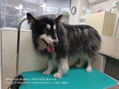 -美联众合爱康动物医院•复杂内科•肿瘤科•牙科•腔镜诊疗中心