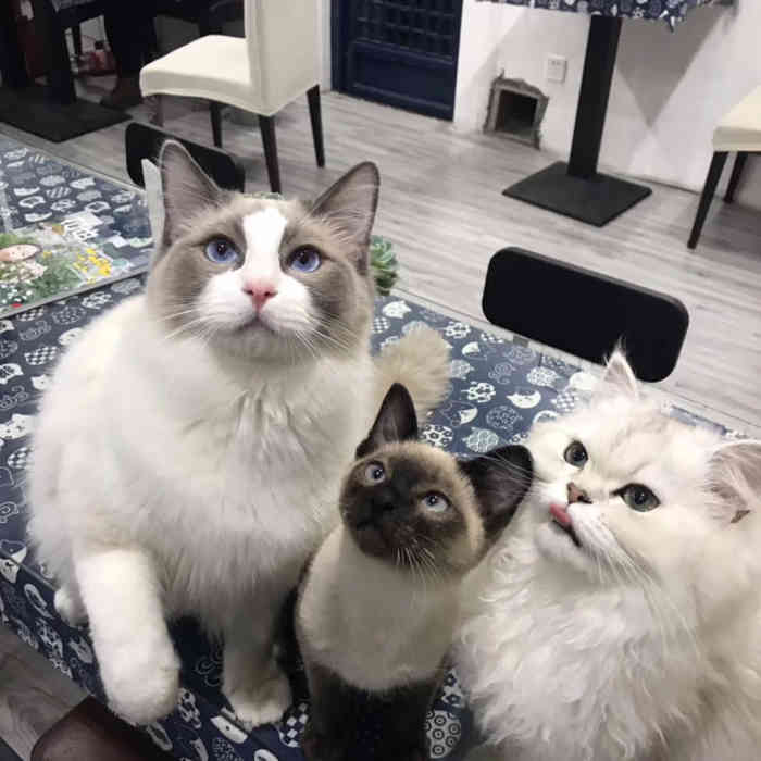 观娴居猫咖-"[环境]正好周末在观前街玩,经过平江路想.