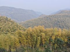 -宁波浙东大竹海景区