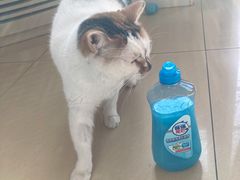 -纳吉亚猫专科动物医院(康都外科中心)