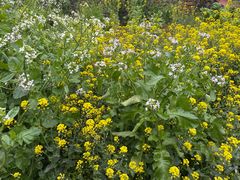 -桑洲油菜花景区