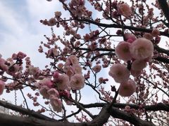 -无锡梅园公园