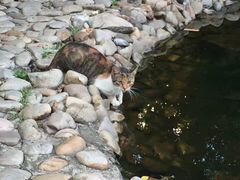 -新湖明珠城