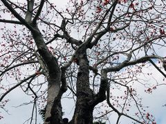 -海南槟榔谷黎苗文化旅游区
