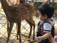 -长白岛森林公园