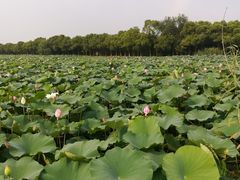 -荷塘月色湿地公园·向阳花洲