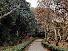 -武汉大学-樱园