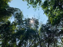 -上海佘山国家森林公园天马山园