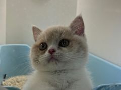-小猫来了·猫舍(红山六九七九店)