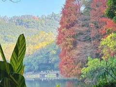 -深圳仙湖植物园