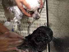 -北京观赏动物医院·24小时大型综合·猫专科·异宠专科
