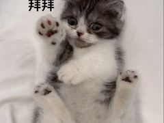 -有猫儿腻咖啡厅.猫咖