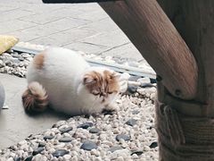 -喵屿·大理花园猫咖