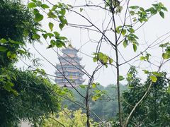 -铁山坪森林公园