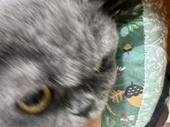 -心仪动物医院·牙专科·肿瘤·心脏科(西客站院)