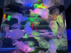 -太平洋海底世界