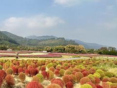 -径山花海