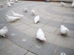 -南宫五洲植物乐园