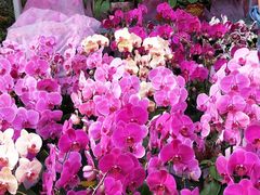 -嘉华海鲜酒家(龙津中路店)