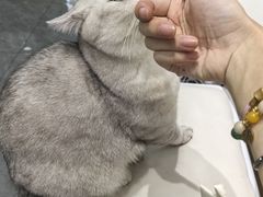 -爱洗澡的猫(望京店)