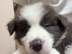 -瑞派宠物医院·犬猫全科·猫友好(宾水西道店)