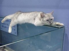 iphone_upload_pic-喵的天空名猫咖啡馆·撸猫·猫舍·用品