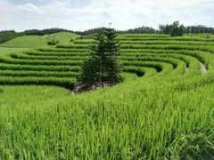梯田-迪茵湖田家舍生态农场