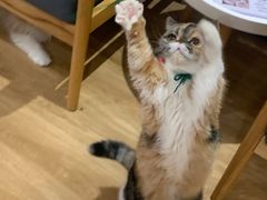 -滚猫咖啡·猫咖·猫友好撸猫(未来城店)